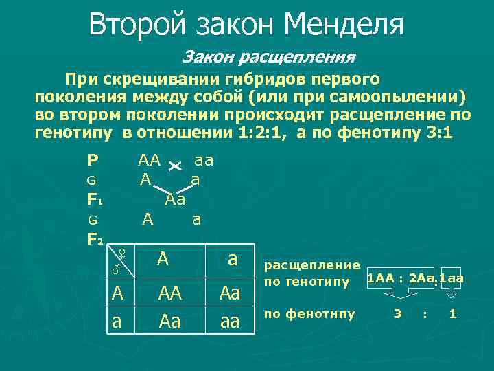  Второй закон Менделя Закон расщепления При скрещивании гибридов первого поколения между собой (или