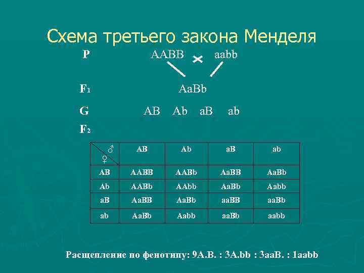 Схема третьего закона Менделя P AABB aabb F 1 Aa. Bb G АВ Аb