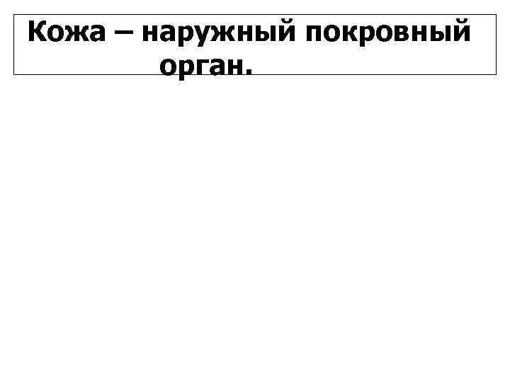 Кожа – наружный покровный   орган. 