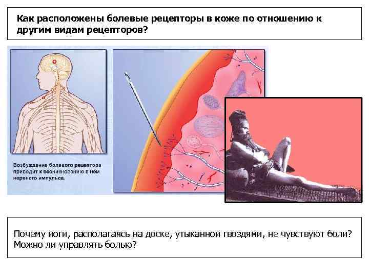 Сопоставьте раздражитель и рецепторы кожи, воспринимающие соответствующее раздражение. 
