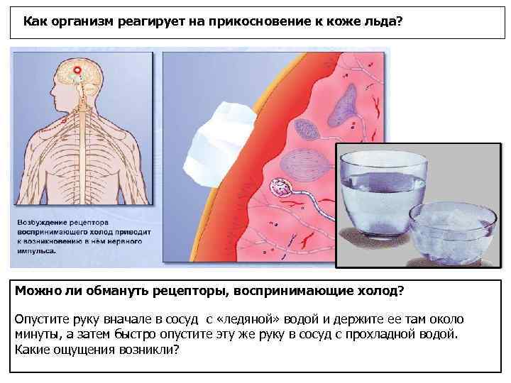 Если бы размер частей нашего тела соответствовал числу расположенных на нем рецепторов, то мы
