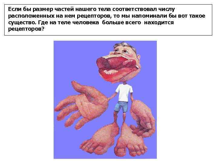 Почему потовые железы относятся к железам внешней секреции? Какую функцию они выполняют?  