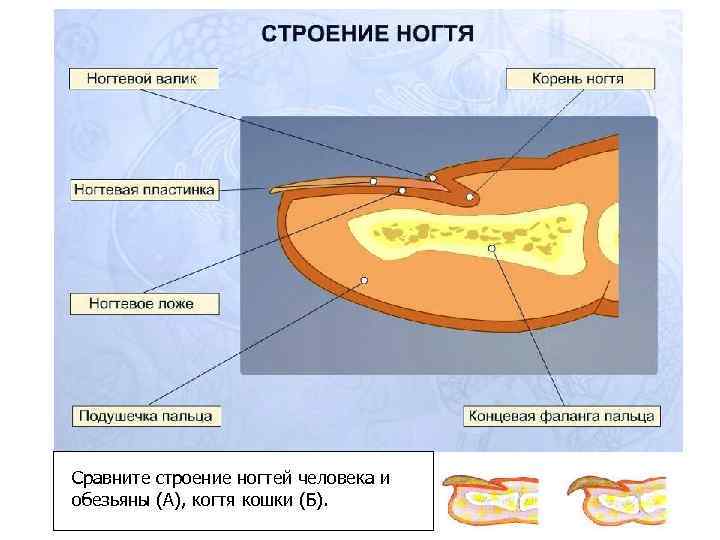   Нанесите на большой палец руки акварельную краску. Оставьте отпечаток пальца. Рассмотрите рисунок