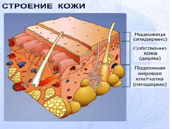      ФУНКЦИИ КОЖИ.    • Защитная – кожа