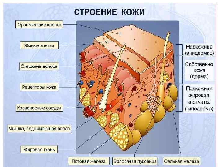  • Обменная – это особо важная функция кожи – способность накапливать и удерживать
