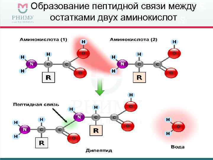 Образование пептидной связи между  остатками двух аминокислот 