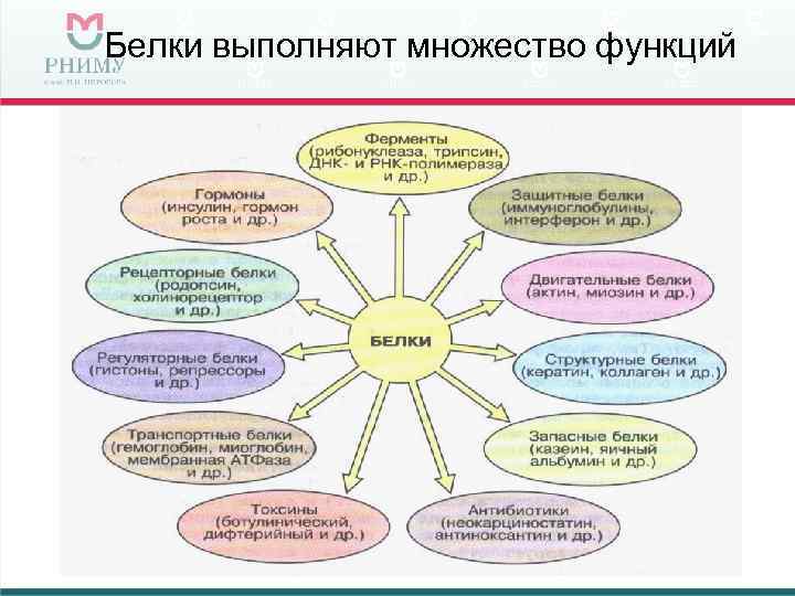 Белки выполняют множество функций 