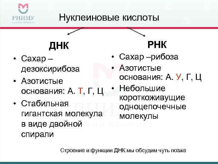   Нуклеиновые кислоты   ДНК     РНК • Сахар