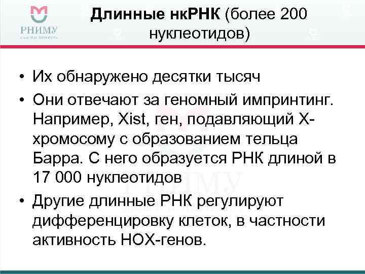   Длинные нк. РНК (более 200   нуклеотидов)  • Их обнаружено