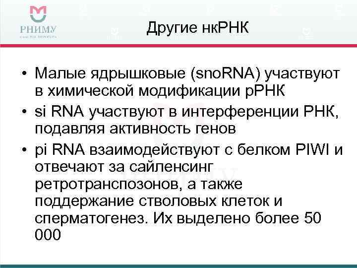     Другие нк. РНК  • Малые ядрышковые (sno. RNA) участвуют