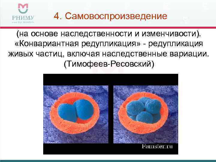    4. Самовоспроизведение  (на основе наследственности и изменчивости).  «Конвариантная редупликация»