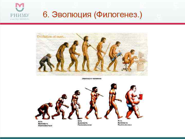 6. Эволюция (Филогенез. ) 