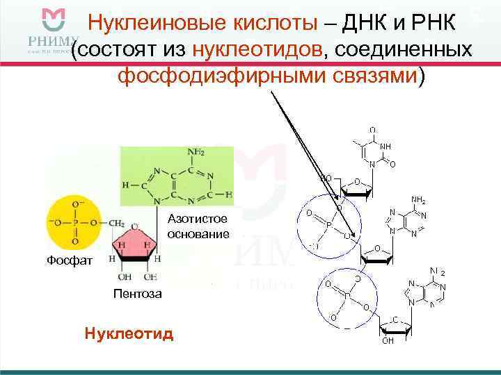  Нуклеиновые кислоты – ДНК и РНК  (состоят из нуклеотидов, соединенных  