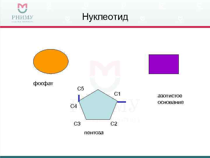     Нуклеотид фосфат    С 5   