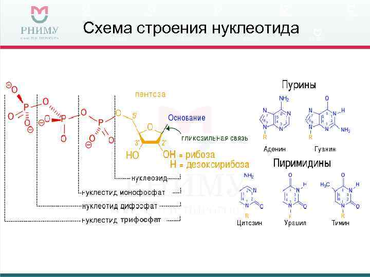 Схема строения нуклеотида   трифосфат 