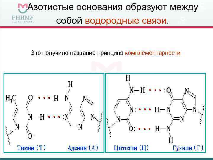 Азотистые основания образуют между  собой водородные связи.  Это получило название принципа комплементарности
