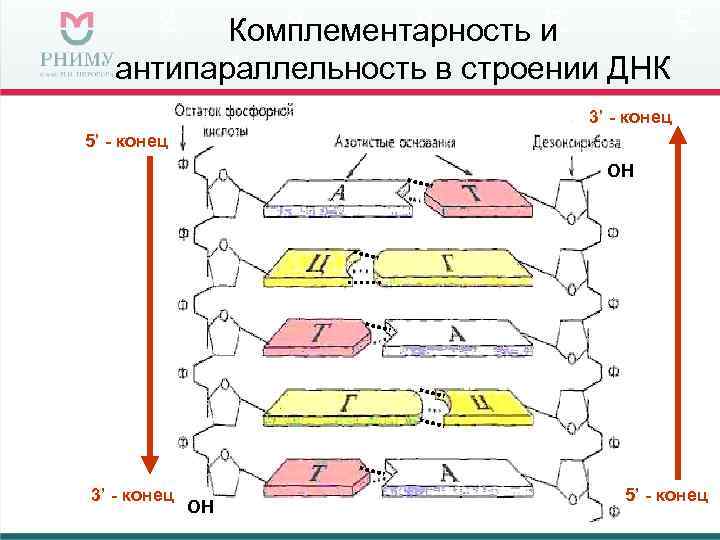    Комплементарность и  антипараллельность в строении ДНК    