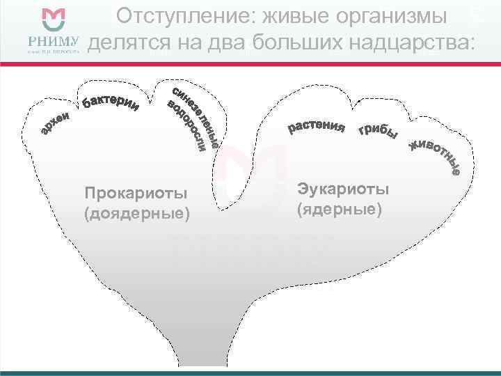 Отступление: живые организмы делятся на два больших надцарства: Прокариоты  Эукариоты (доядерные) 