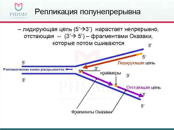     Репликация полунепрерывна   – лидирующая цепь (5’ 3’) нарастает