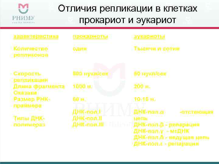 Отличия репликации в клетках прокариот и эукариот 