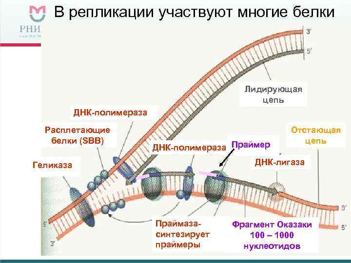 Геликаза