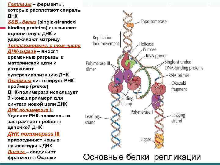 Геликазы – ферменты,  которые расплетают спираль ДНК SSB - белки (single-stranded binding proteins)
