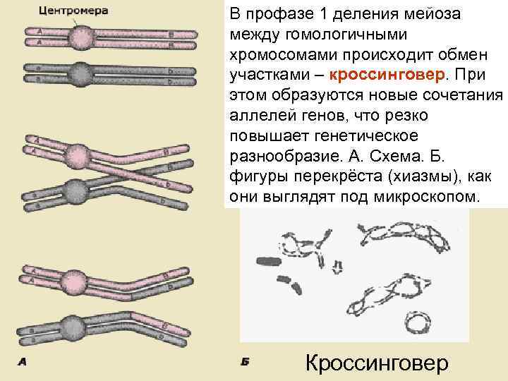 В профазе 1 деления мейоза между гомологичными хромосомами происходит обмен участками – кроссинговер. При