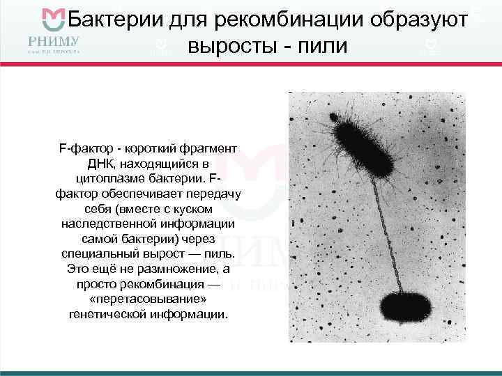  Бактерии для рекомбинации образуют  выросты - пили  F-фактор - короткий фрагмент