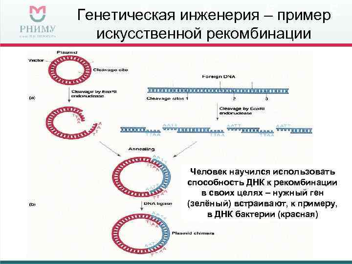Генетическая инженерия – пример  искусственной рекомбинации    Человек научился использовать 