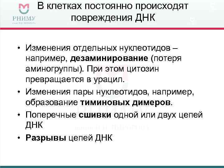   В клетках постоянно происходят  повреждения ДНК  • Изменения отдельных нуклеотидов