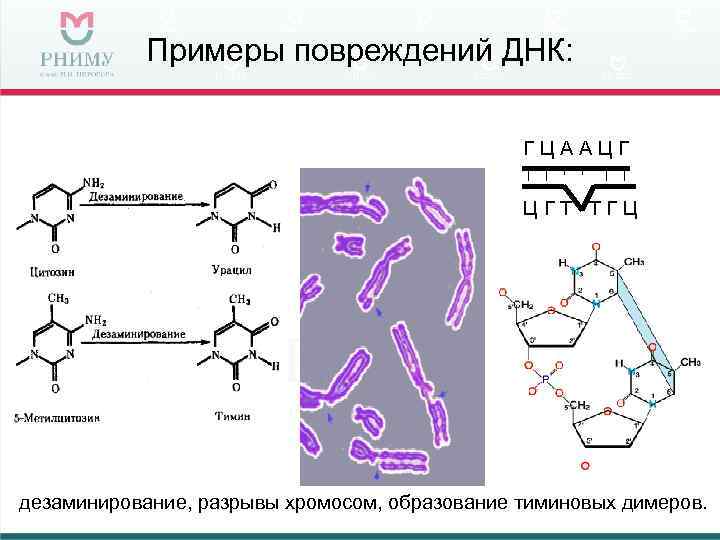   Примеры повреждений ДНК:     ГЦААЦГ    