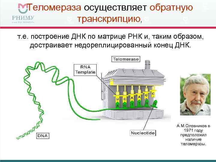  Теломераза осуществляет обратную  транскрипцию, т. е. построение ДНК по матрице РНК и,