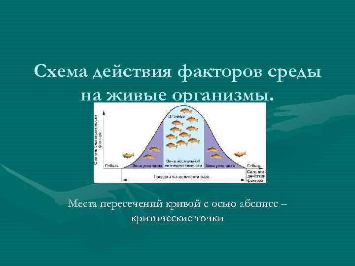 Схема действия факторов среды на живые организмы. Места пересечений кривой с осью абсцисс –