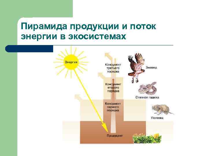 Пирамида продукции и поток энергии в экосистемах 