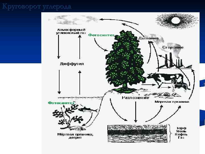 Биогеохимический цикл схема
