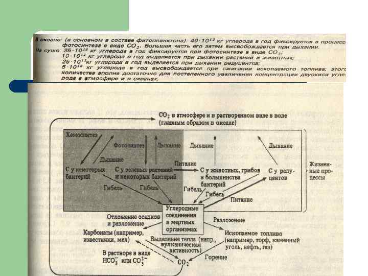 Миграция углекислого газа в биосфере Земли протекает двумя путями.  l  Первый путь