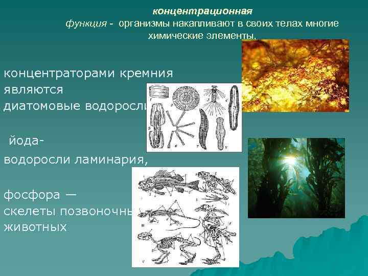  концентрационная функция - организмы накапливают в своих телах многие химические элементы, концентраторами кремния