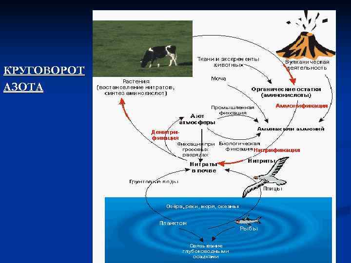КРУГОВОРОТ АЗОТА 
