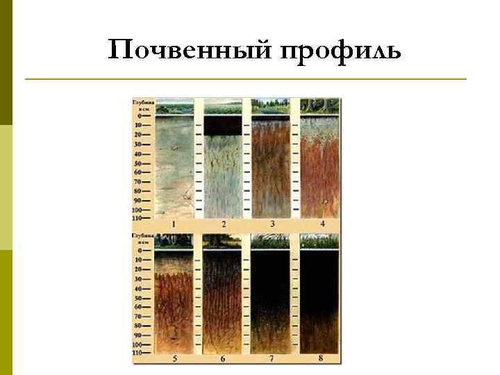 Почвенный профиль. Полициклический почвенный профиль. Почвенный профиль это в географии. Почвенный профиль а1. Почвенный профиль Уфы.