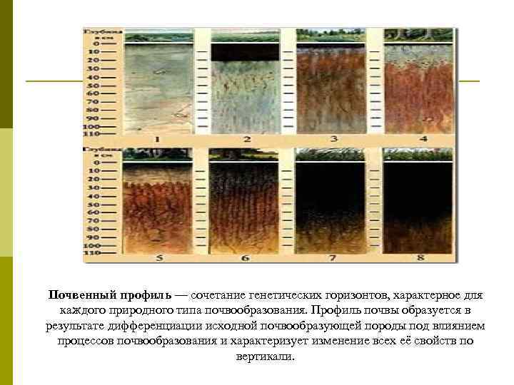 Общая схема почвообразовательного процесса и формирование почвенного профиля