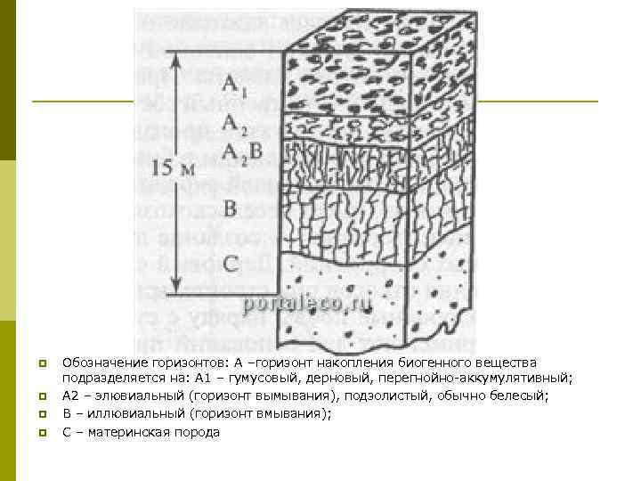 p Обозначение горизонтов: А –горизонт накопления биогенного вещества подразделяется на: А 1 – гумусовый,