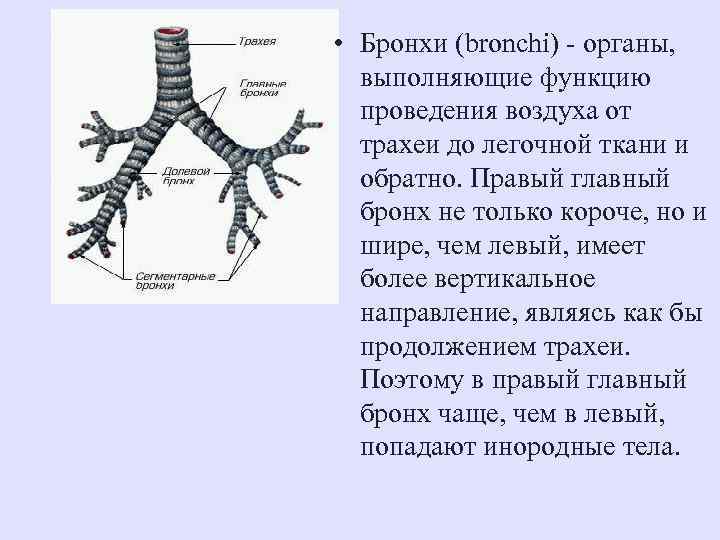  • Бронхи (bronchi) - органы, выполняющие функцию проведения воздуха от трахеи до легочной
