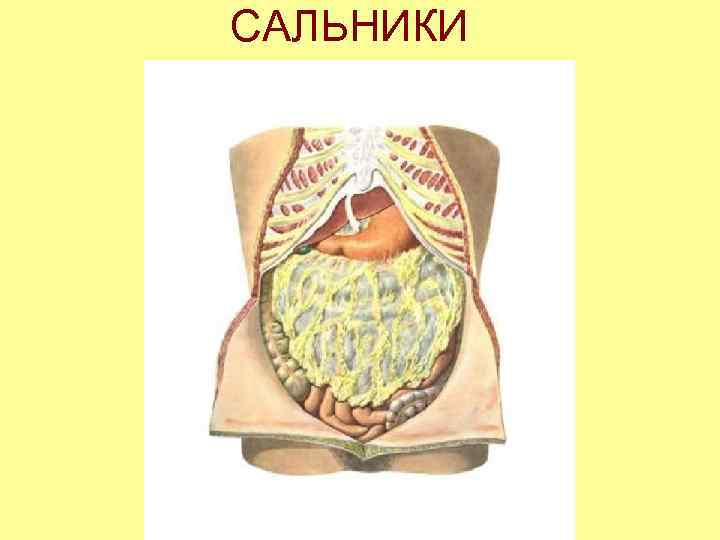 САЛЬНИКИ 