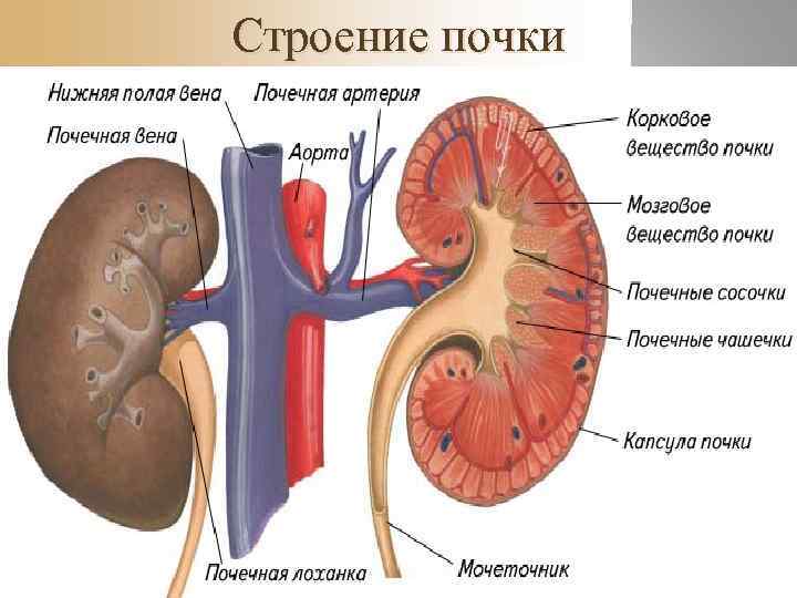 n  Почечное вещество состоит из стромы, представленной ретикулярной тканью, паренхимы, сосудов и нервов.