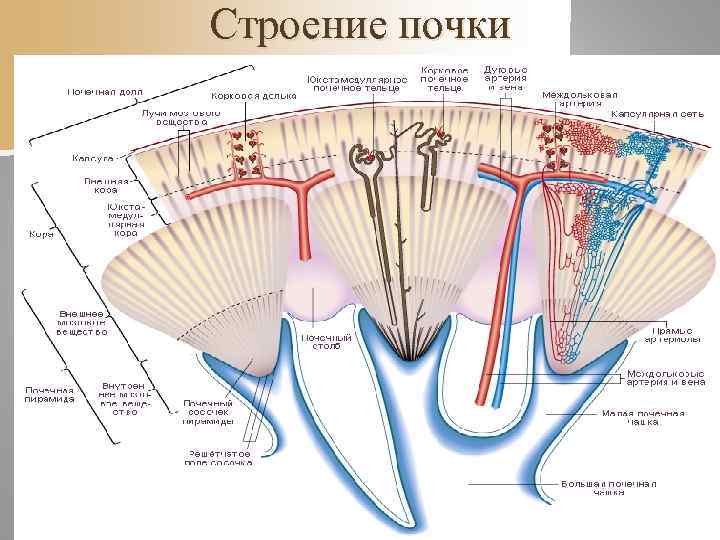 n В нефронах происходит образование мочи. В  каждом нефроне различают следующие отделы: )