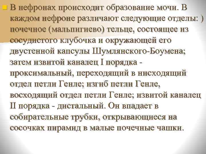 n Почечные тельца, проксимальные и дистальные  извитые канальцы находятся в корковом слое 