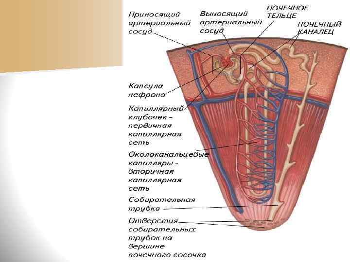 n Особенности кровообращения в почке: n кровь проходит через двойную капиллярную сеть: первый раз