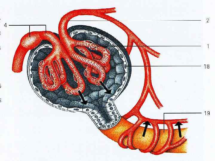 n Фильтрация - это процесс прохождения воды и  растворенных в ней веществ под