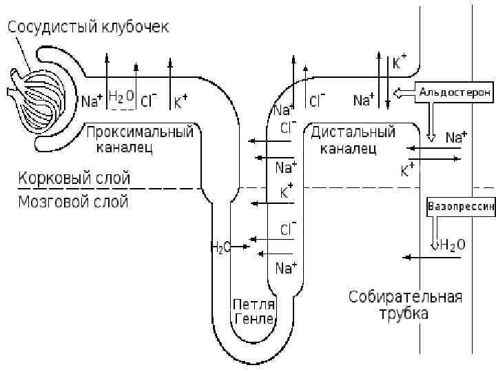 n Образующаяся в почках конечная моча поступает  из канальцев в собирательные трубки, далее