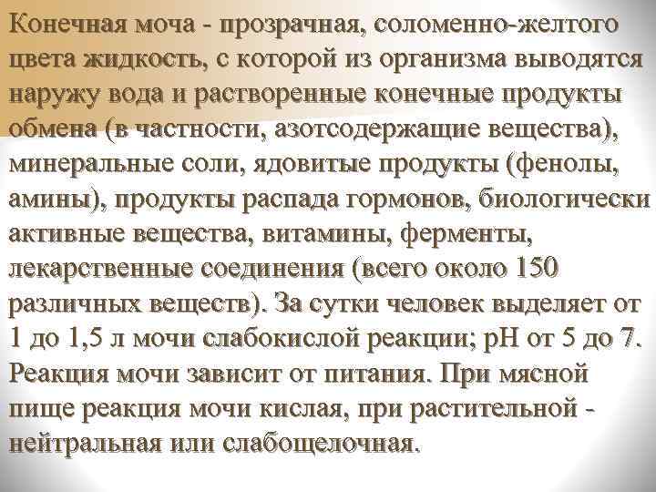 n Имеет верхушку - заостренную часть, обращенную  к передней брюшной стенке; тело -